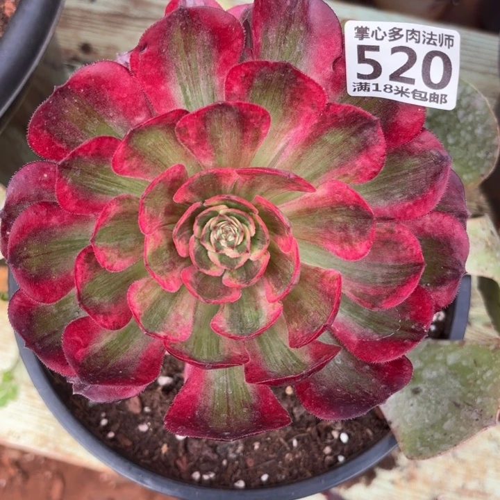 520云荷掌心多肉法师锦不包侧枝断枝