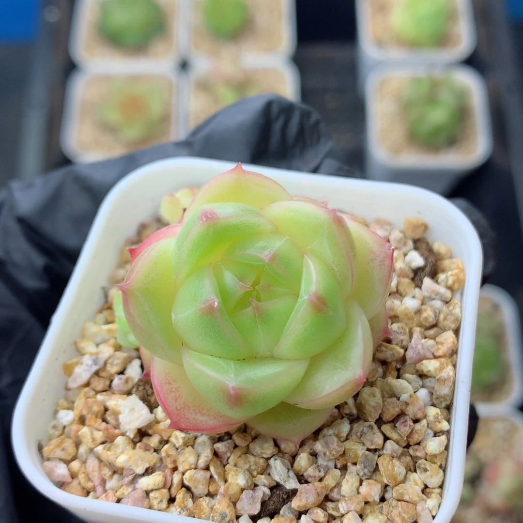 58包邮  群生不包整麦秆40