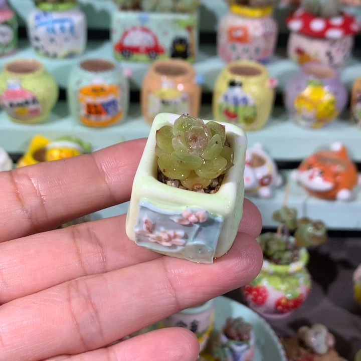 白恋带盆 满100包邮