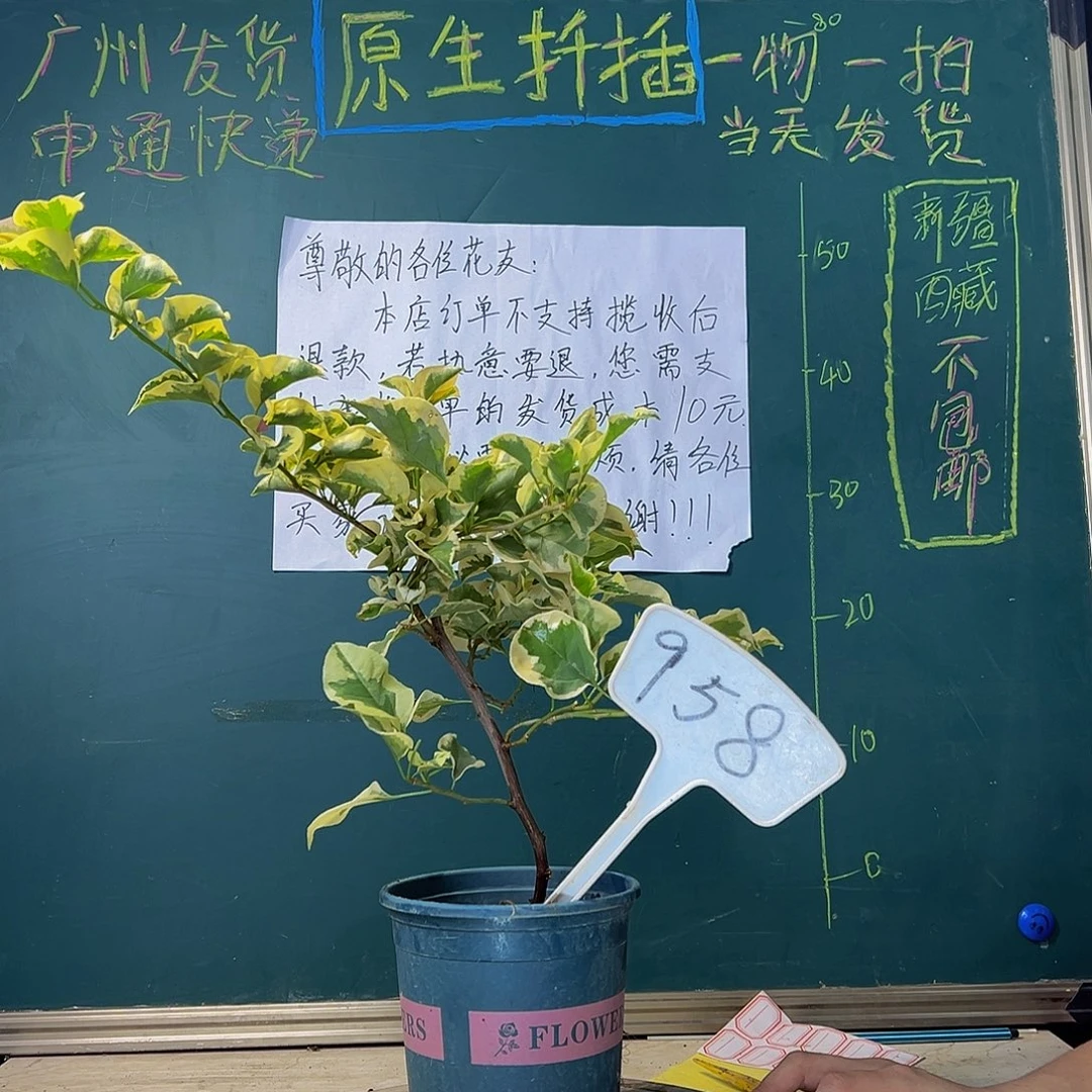 当前无花栽培后可以开花金边黄 弯杆 958