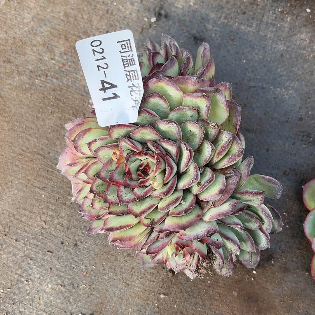 同温层多肉41肉酱玫瑰