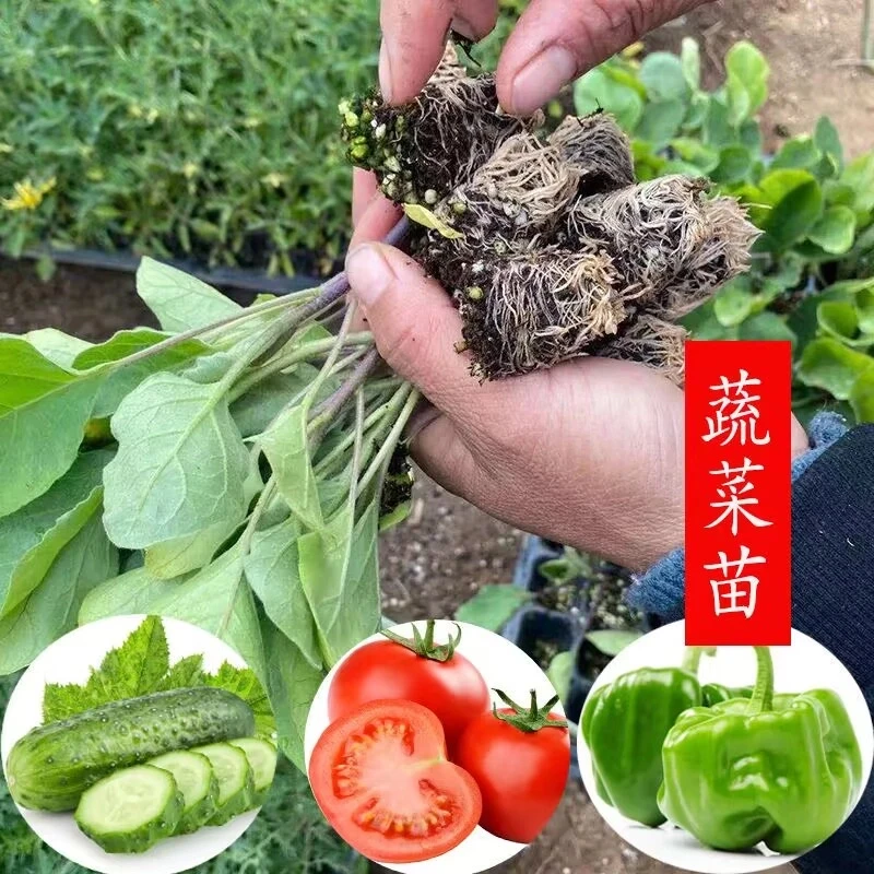 【拍二份赠6棵】高产蔬菜苗辣椒苗秧苗阳台番茄苗茄子苗圣女果小苗