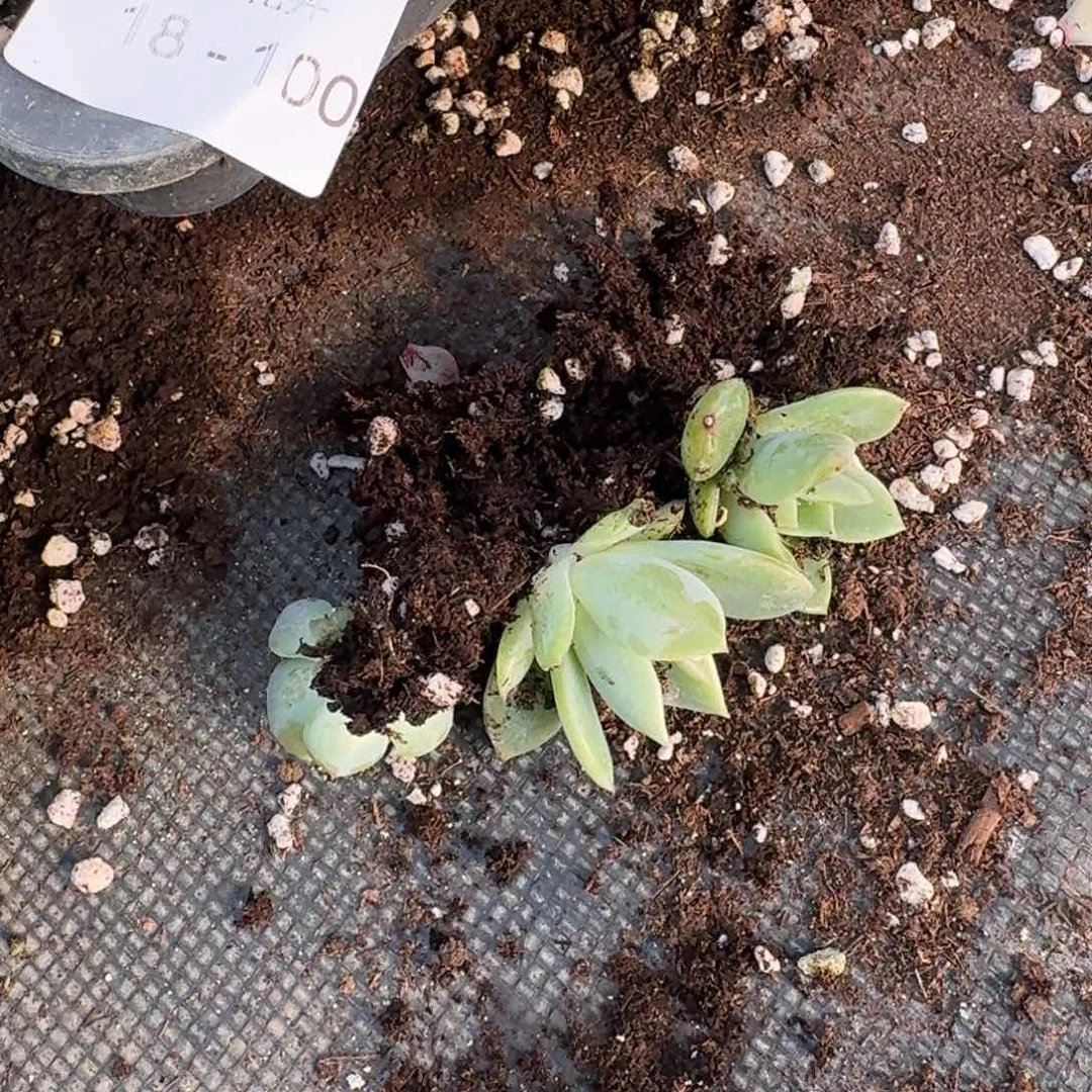 月影梦露杂交苗子18-35