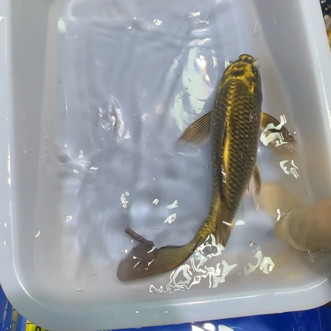 中国大陆蝴蝶鲤熊猫一条