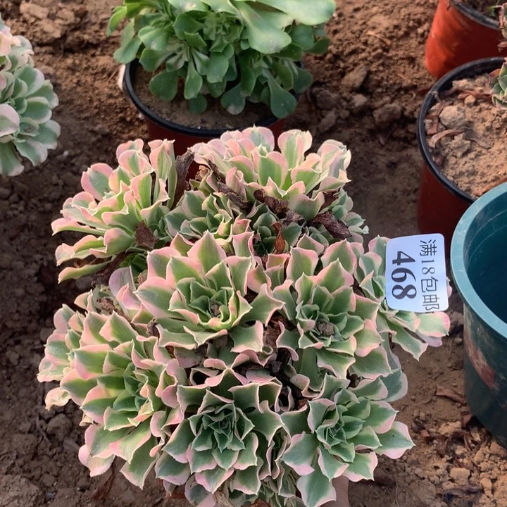 468白凤绣球2号棚