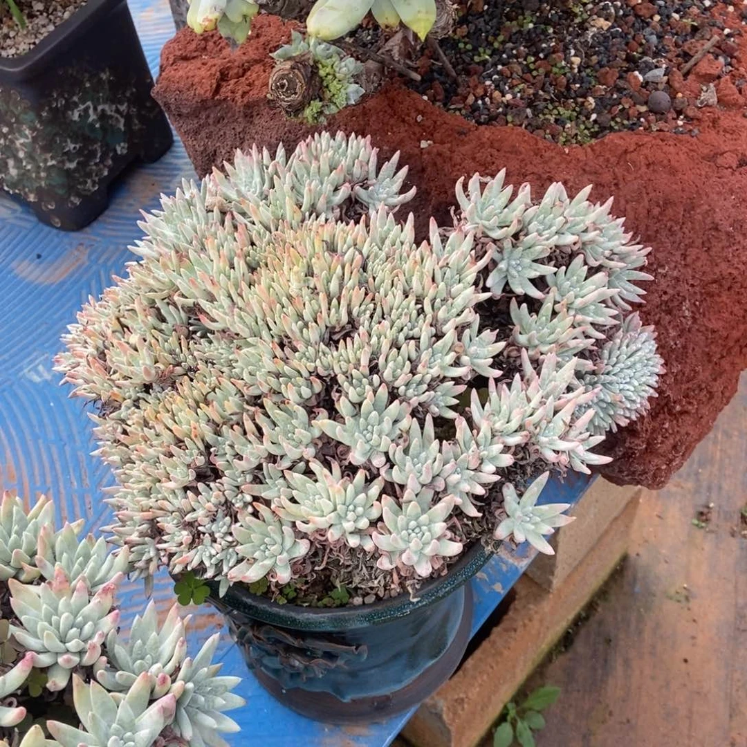 白鹭缀多肉植物啦啦啦