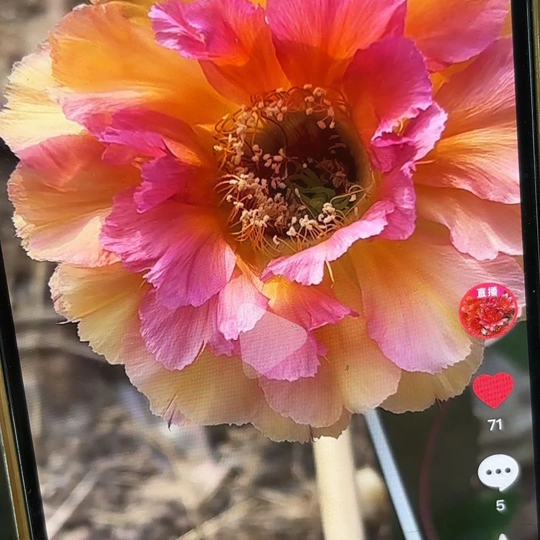 桃花眼彩侧牙20包邮6