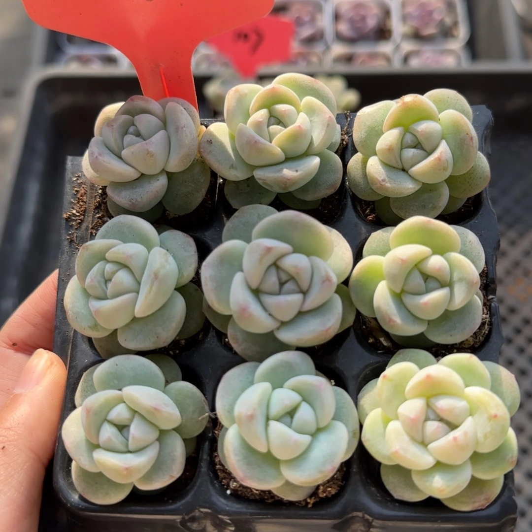 710虎头钻石冰9颗哈哈哈哈