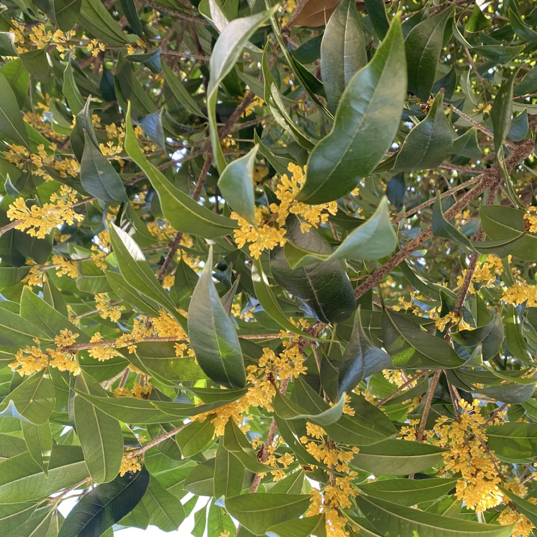 移栽老熟庄八月金桂，毛细根多存活率高，庭院别墅门前绿化