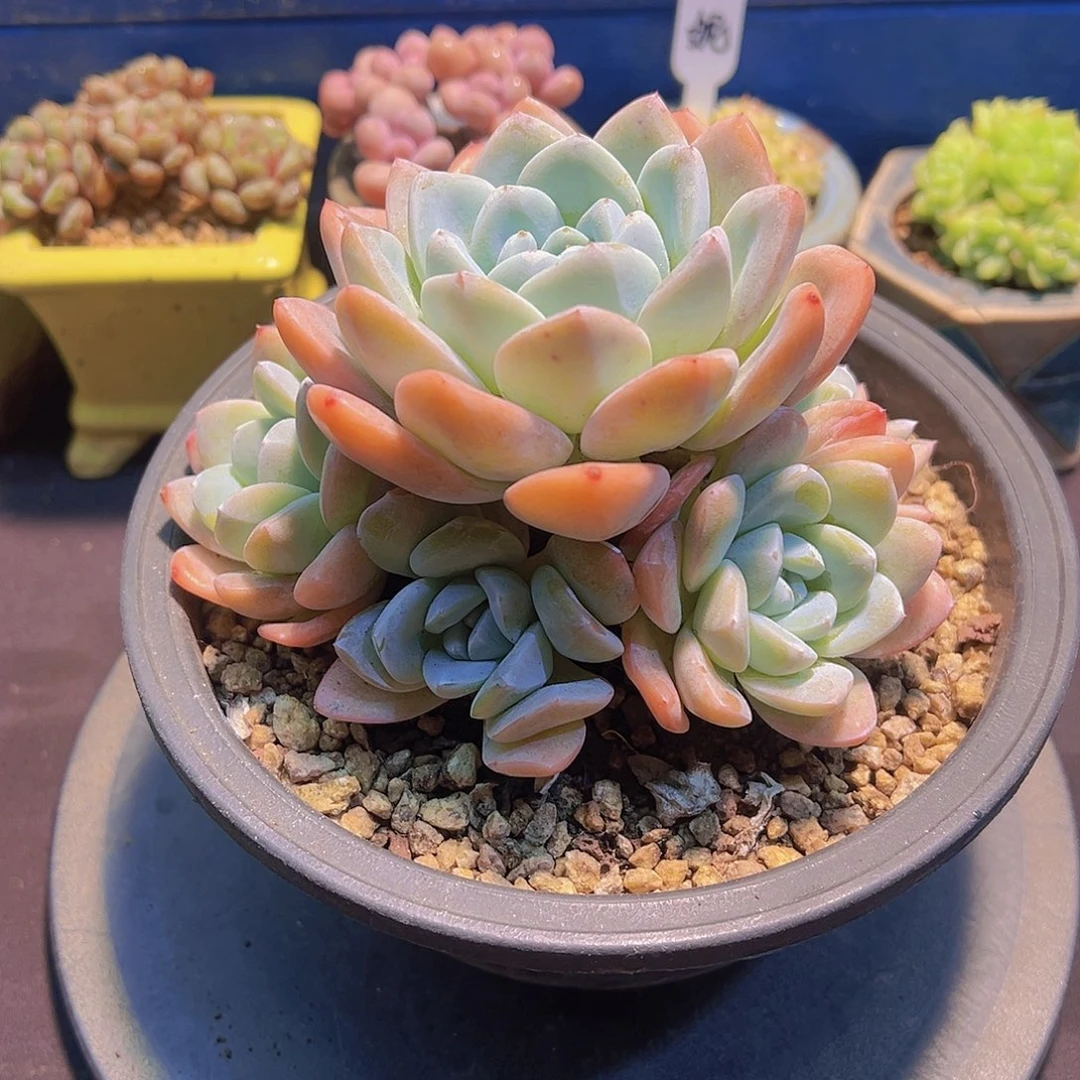 布**寳奶油冰玉，多肉植物，