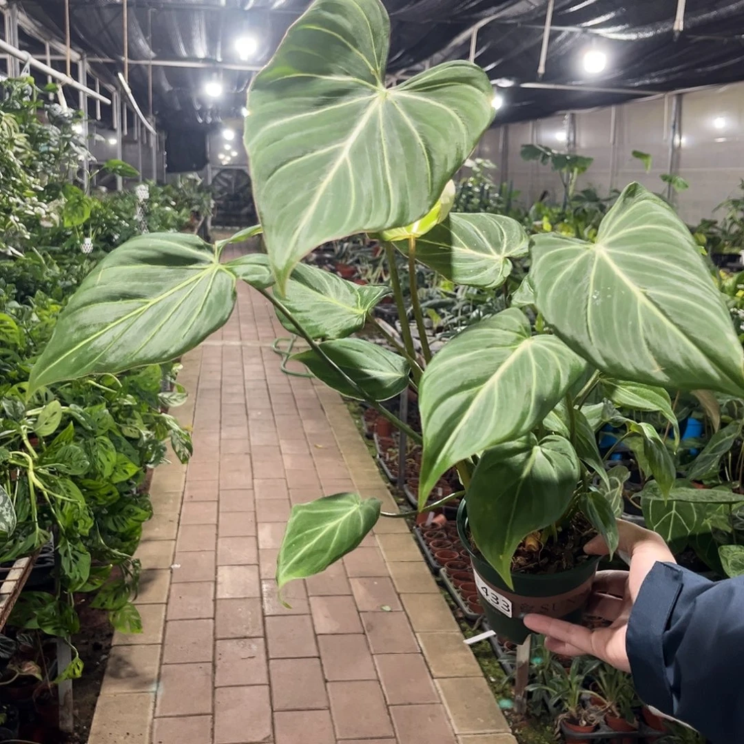 完全开放433明脉蔓绿绒