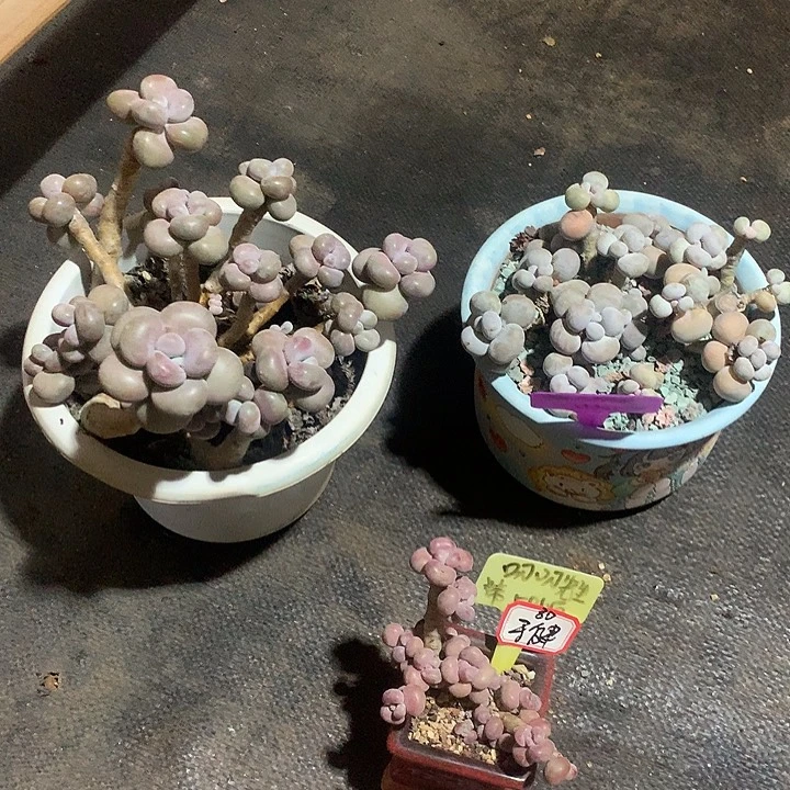 你中意希望一言一行