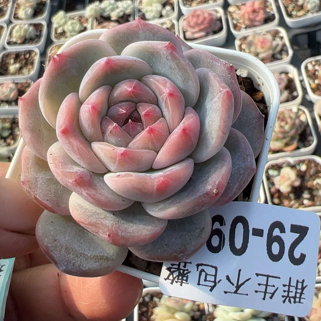 小卡拉米糖心一物一拍29-90