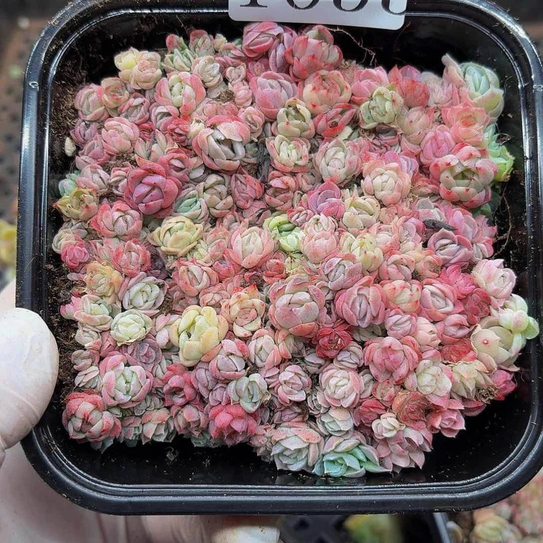 多肉植物多肉植物1055