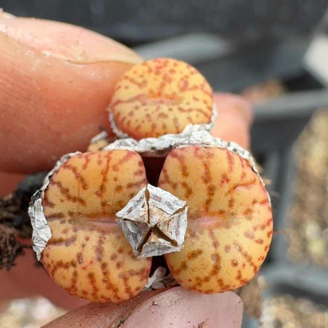 188安贞一颗58558888888