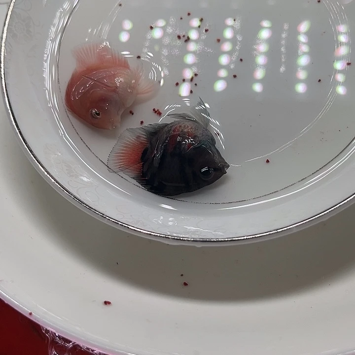 鹦鹉鱼迷你鹦鹉鱼