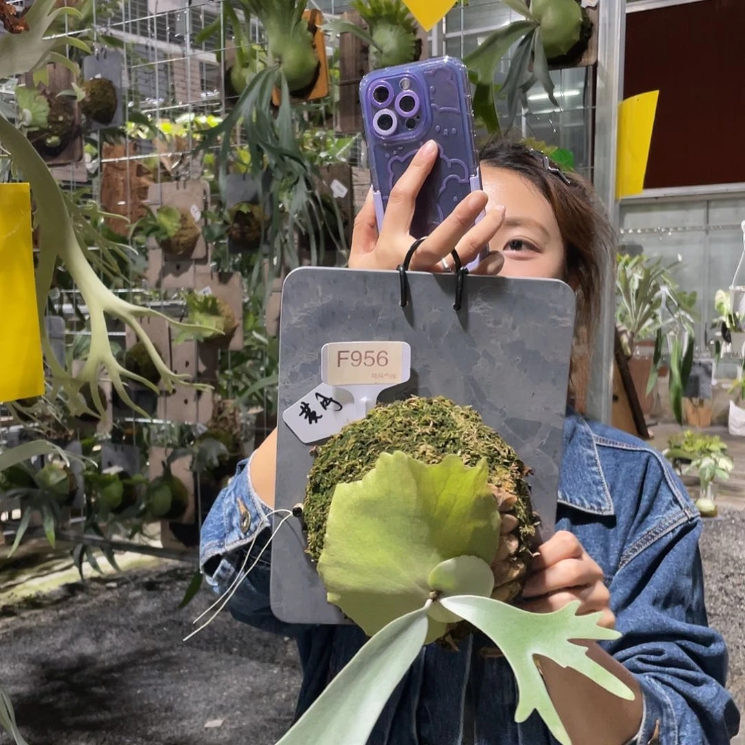 无花朵F956-黄月孢子苗