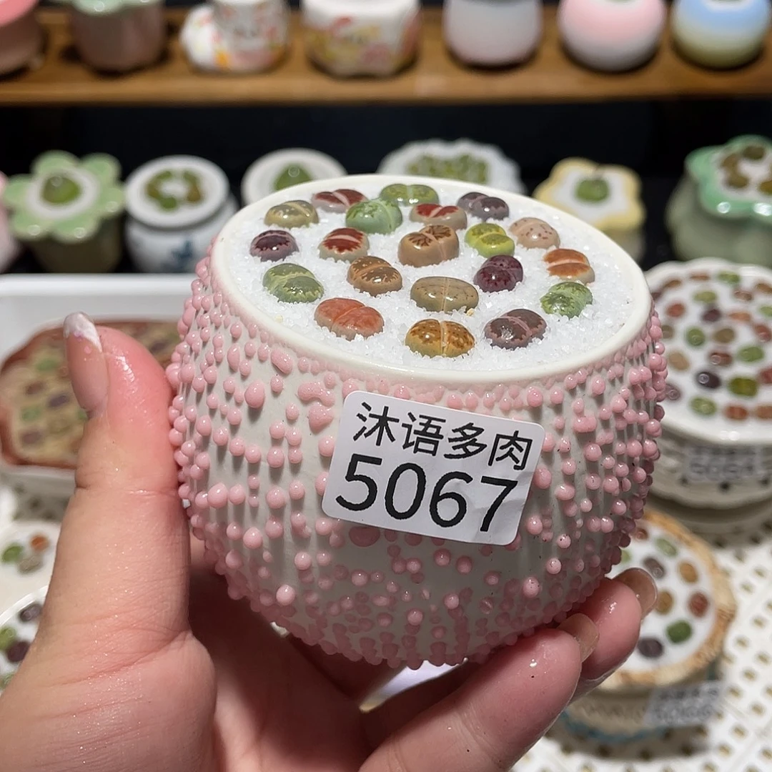 带盆土植物 一物一拍5067
