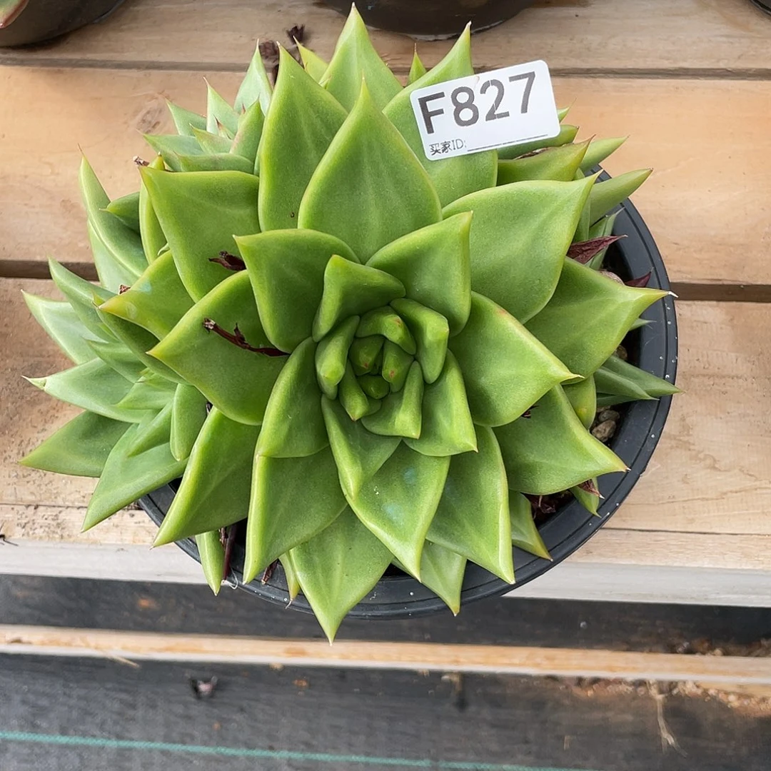 若如东云单拍F827