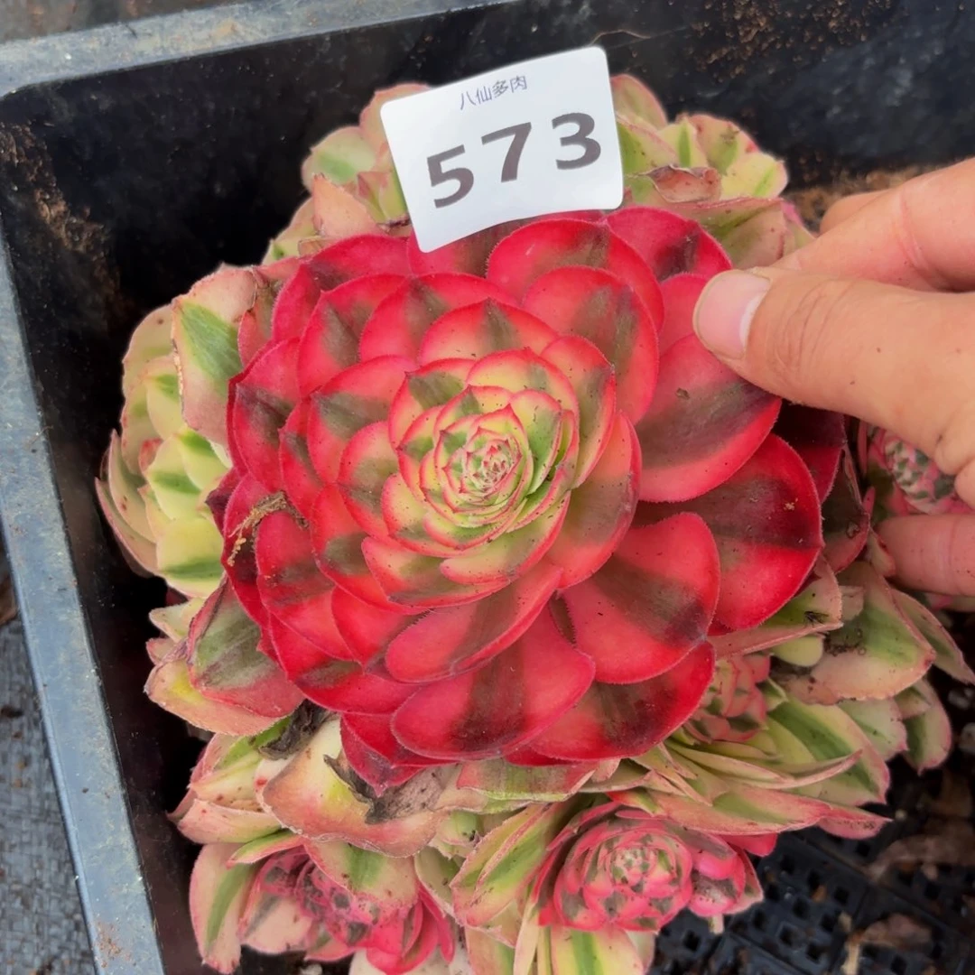 573多肉植物倾城