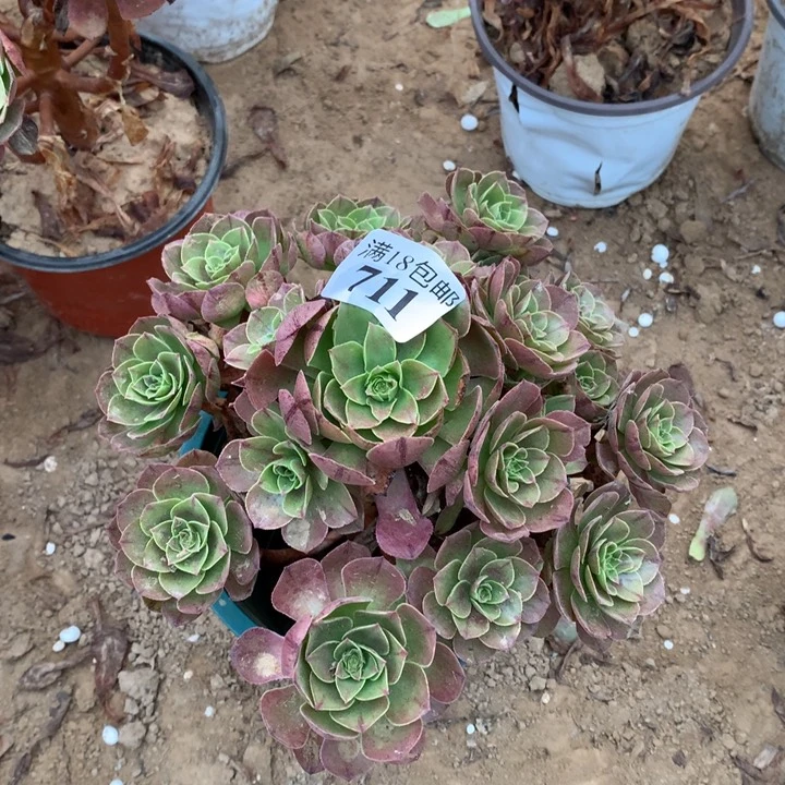 711不知名手捧1号棚