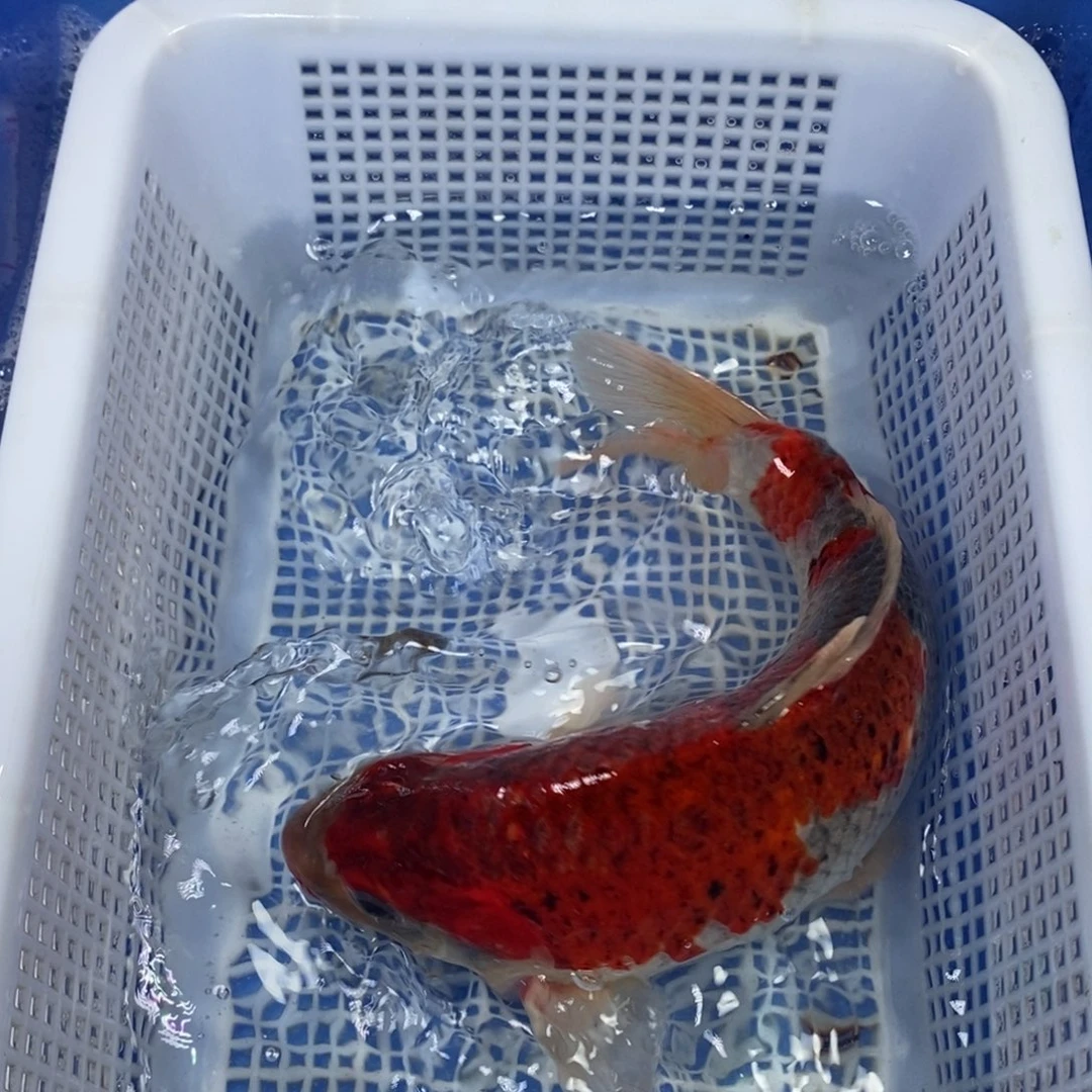 锦鲤冷水锦鲤包邮