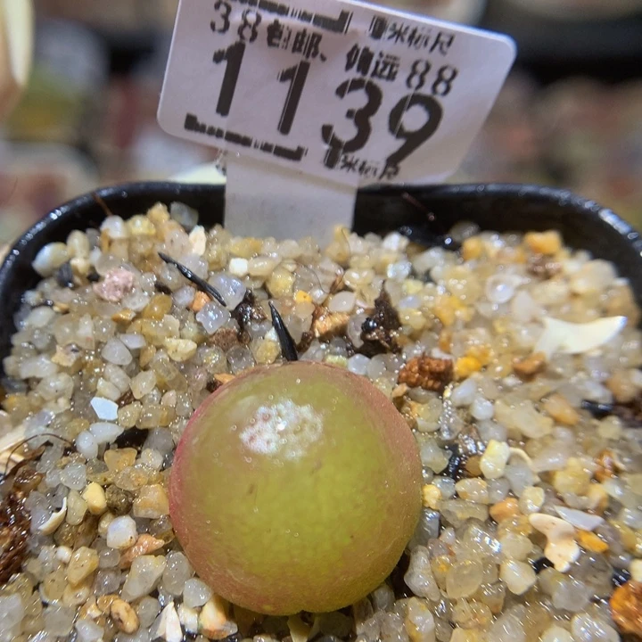 Sss精品生石花1139