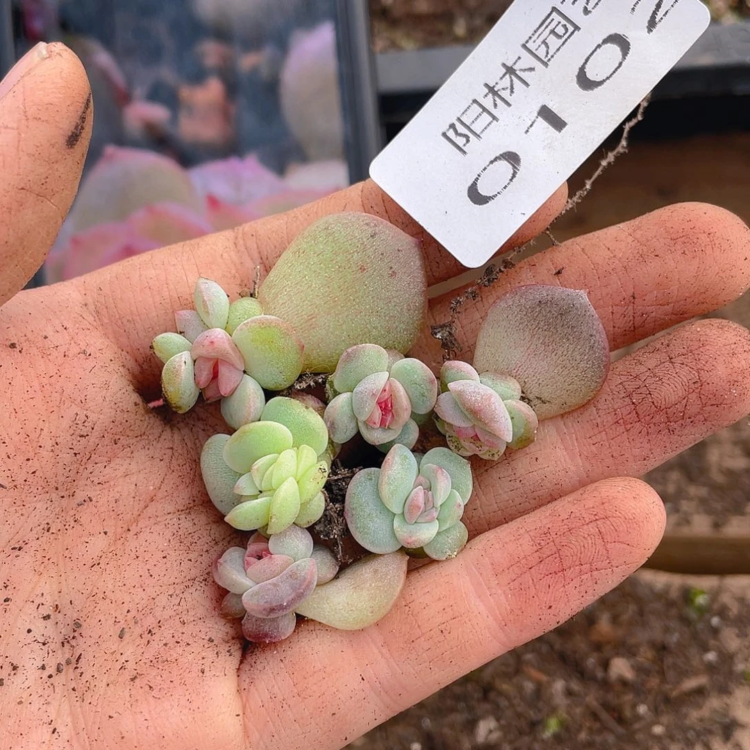 多肉植物多肉植物102