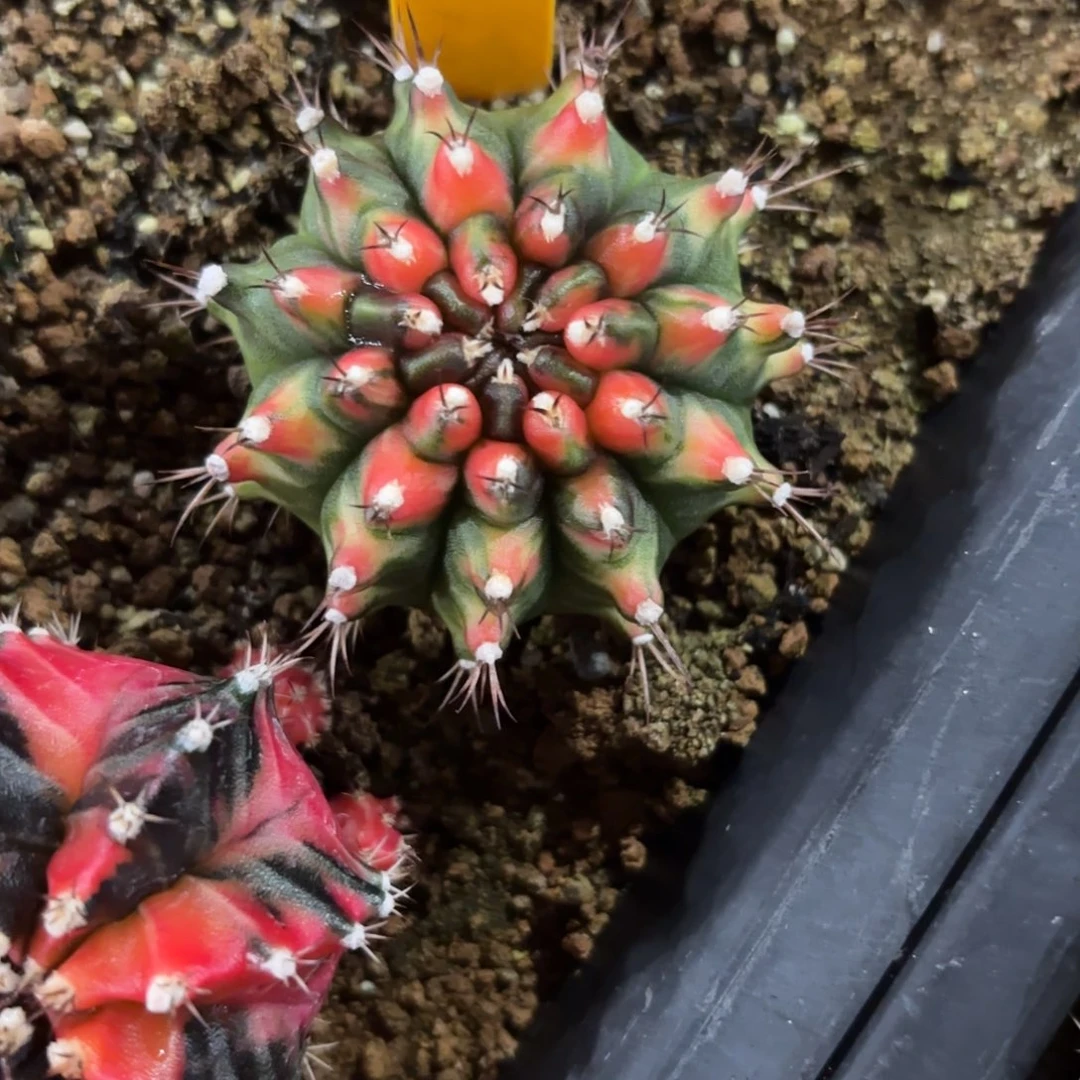 93-1125泰国发货多肉