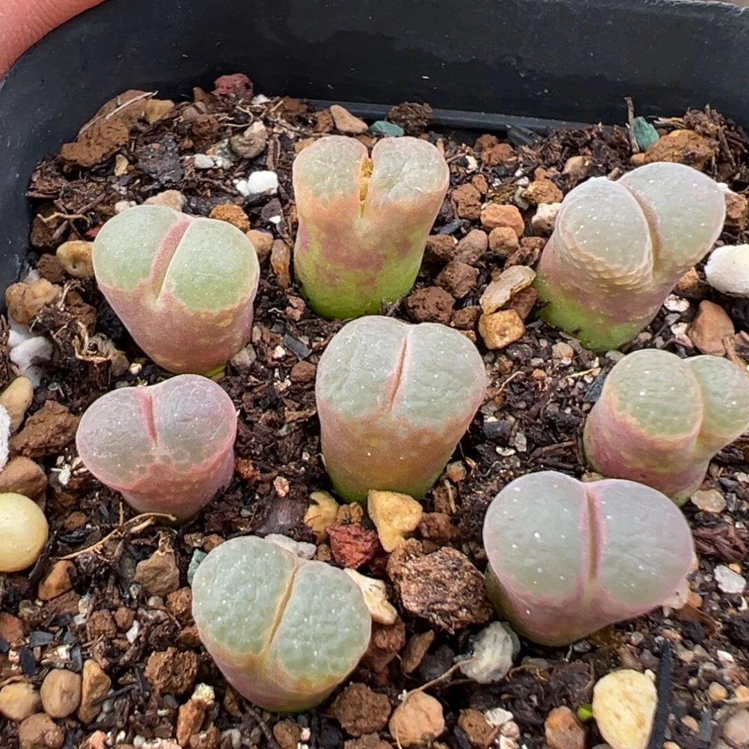 11.22好看的多肉脱土发货042