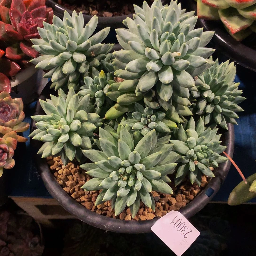 雨***漫   雨花石多肉23001