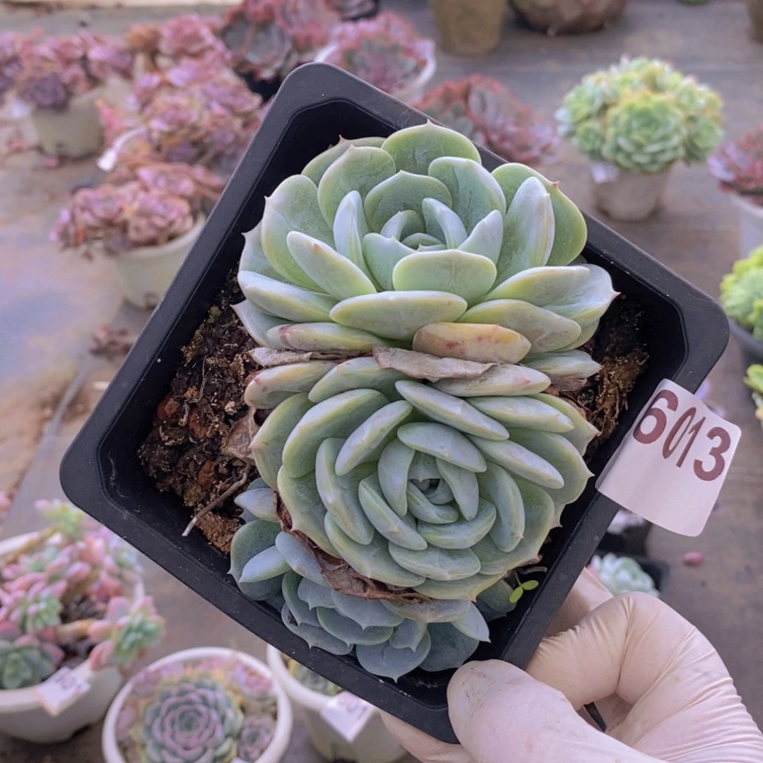 6013劳林三头一物一拍