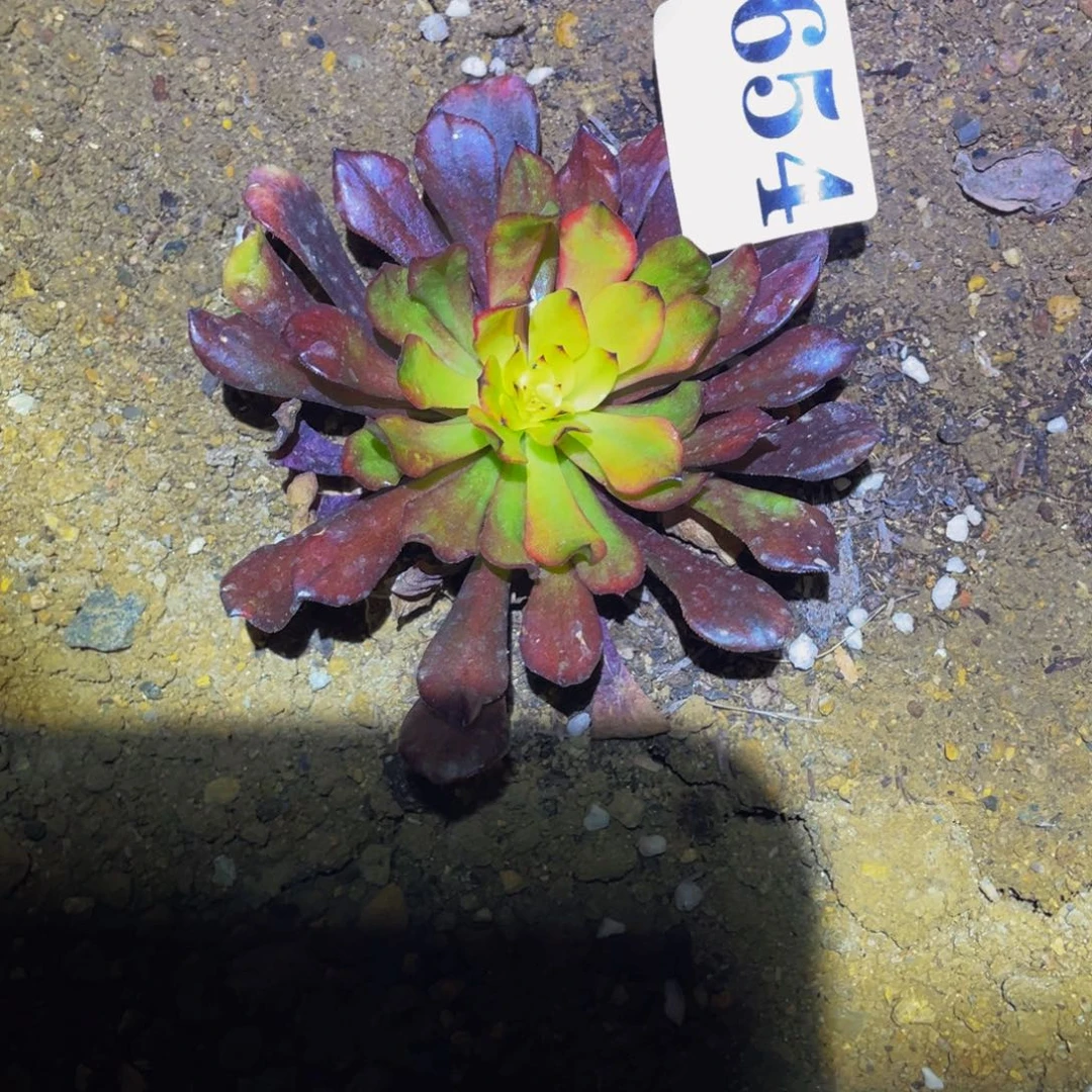 654油画高锦多肉植物