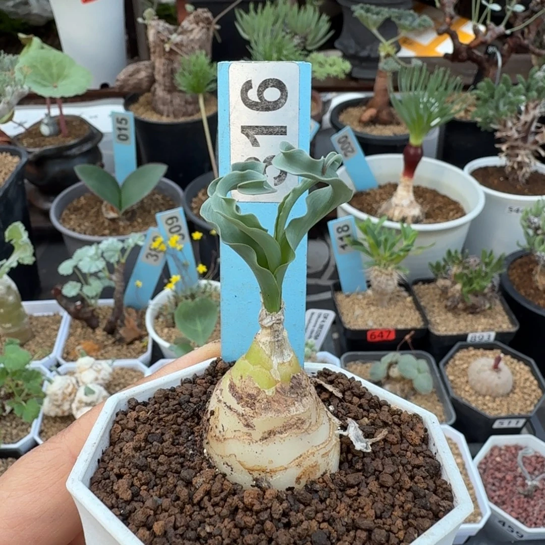 D C弹簧草316 仙人球