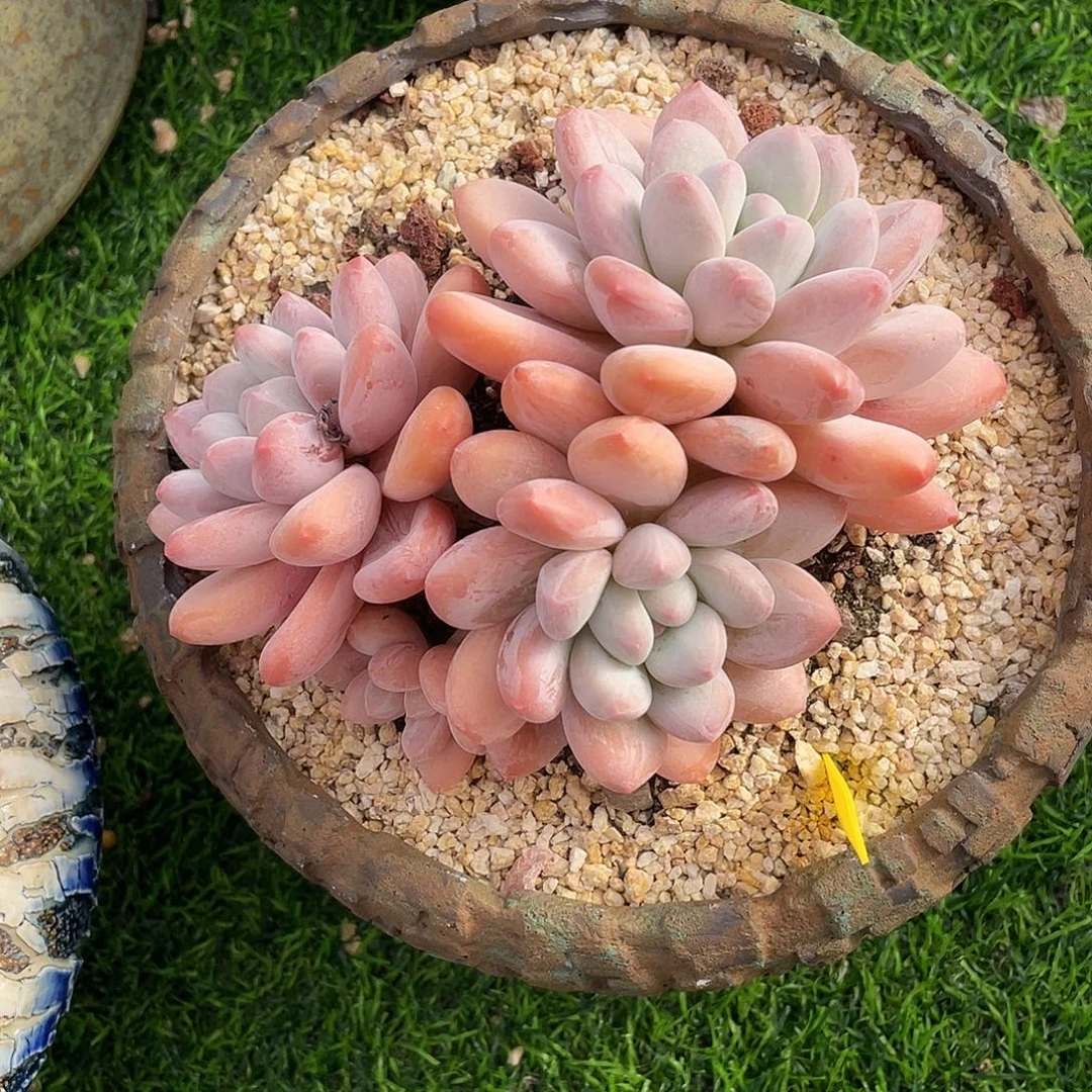 香水群生多肉植物一物一拍多肉