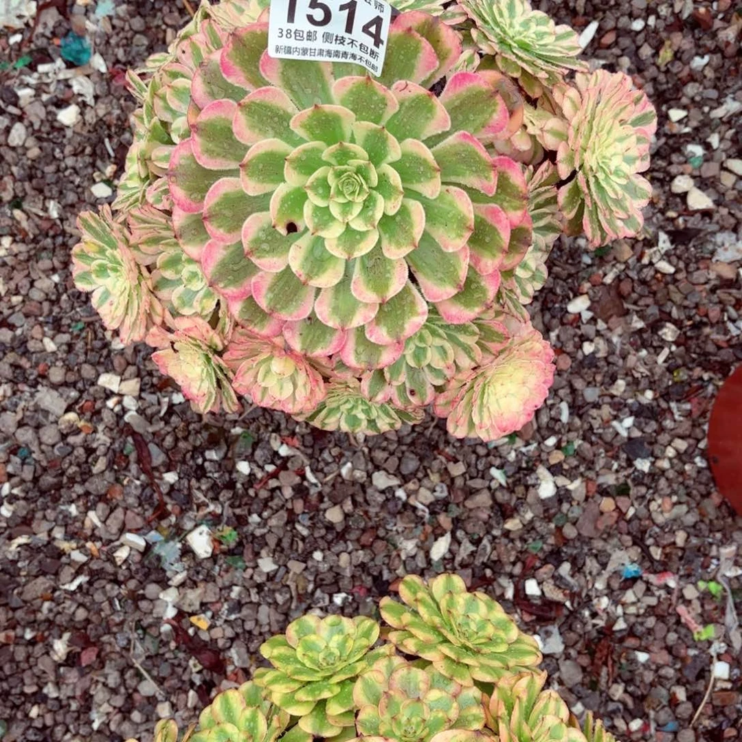 1棚法师000001514粉痛