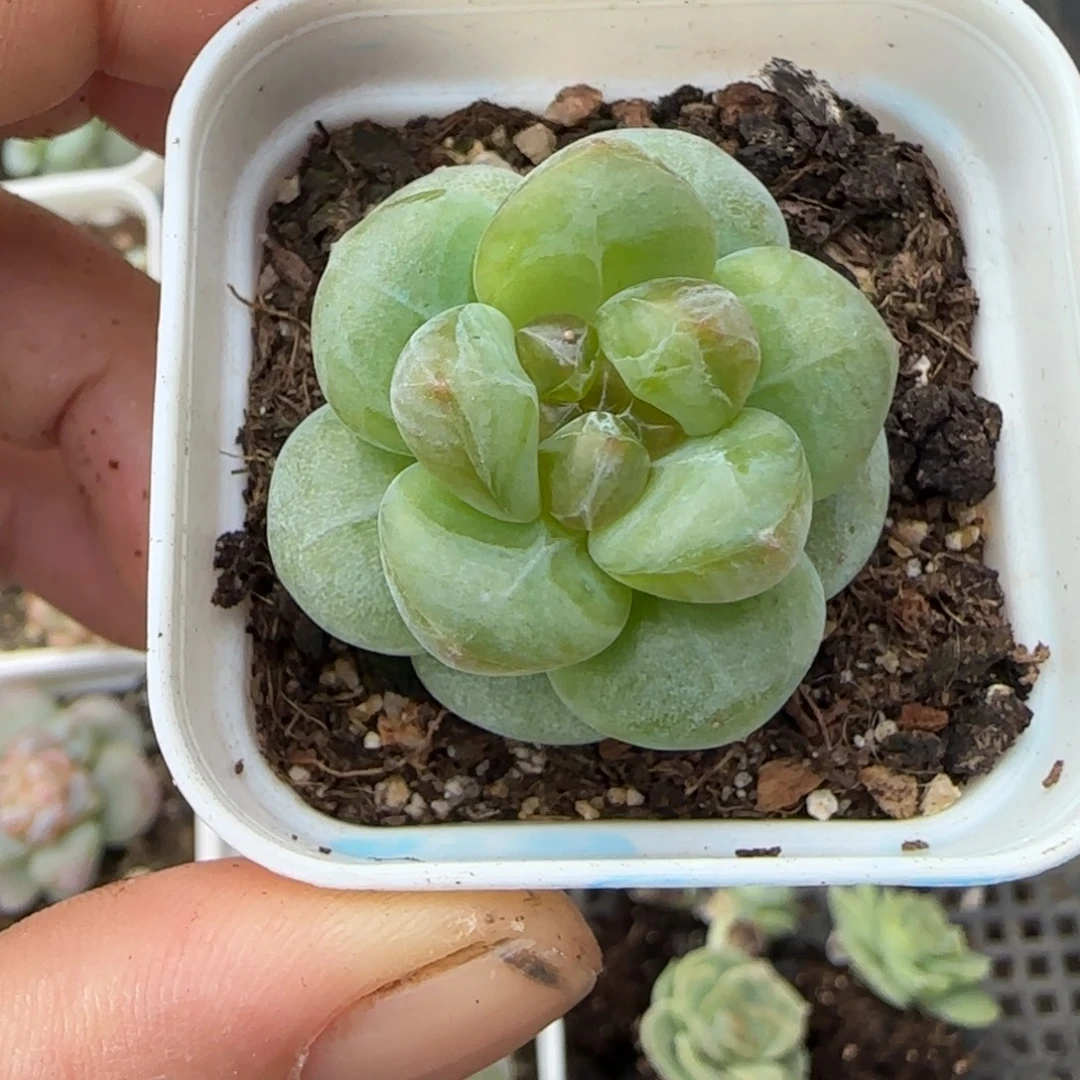 小卡拉米糖心一物一拍