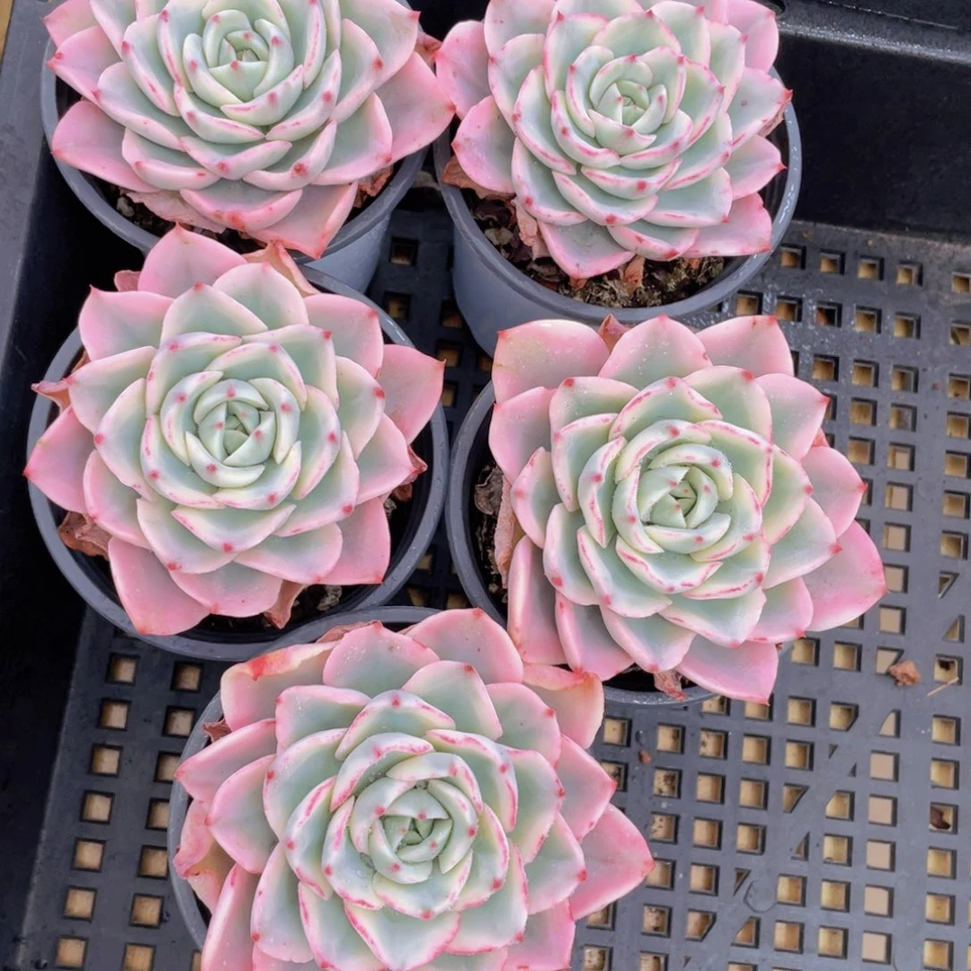 889号 奶油黄桃锦大单头一个