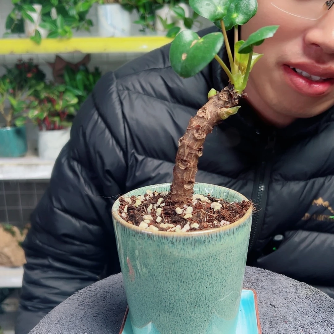 李***）无花朵52