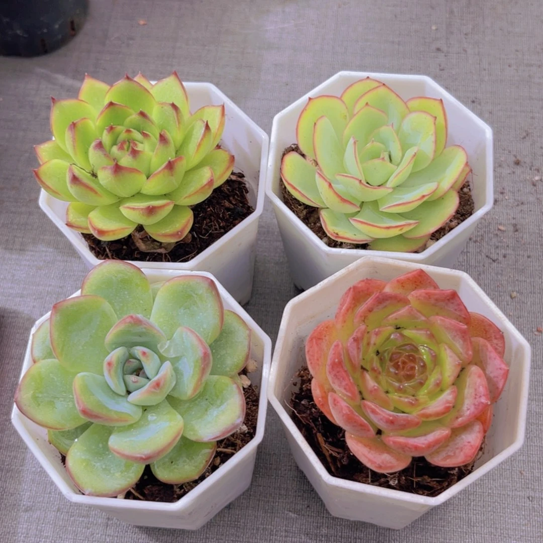 月亮石。牡丹亭。 泡芙。 粉恋