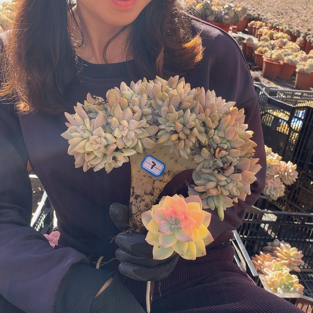 07 淡雪锦缀 一物一拍