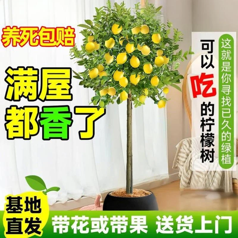 香水柠檬盆景树盆栽大型花卉绿植可室内外摆放四季开花结果