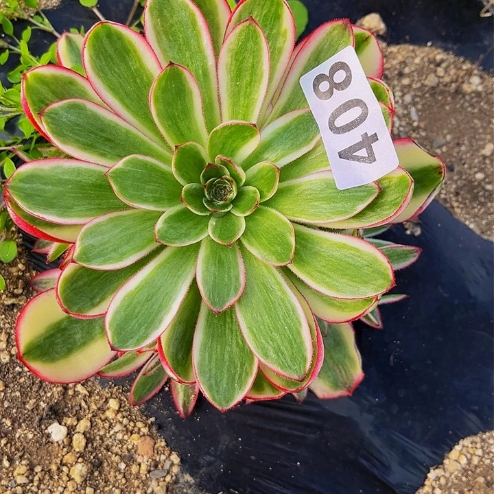 408倾城多肉植物