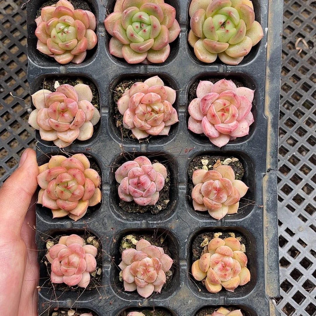 多肉一物一拍16-144