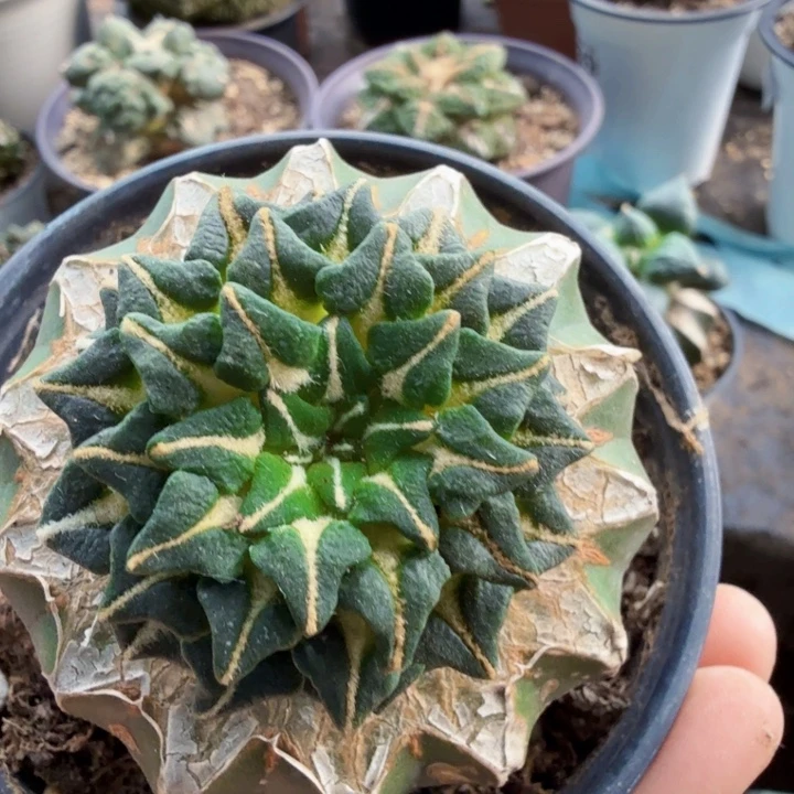 落***尘038红花馒头姬牡丹