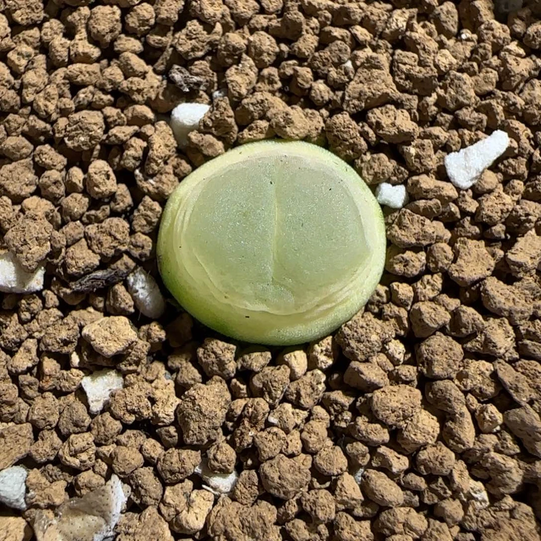 肉锥多肉植物组合-sh1200拉登1642