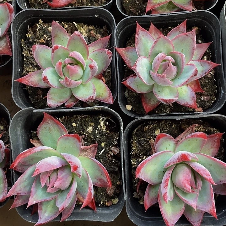 6.5方惊鸿带盆土发