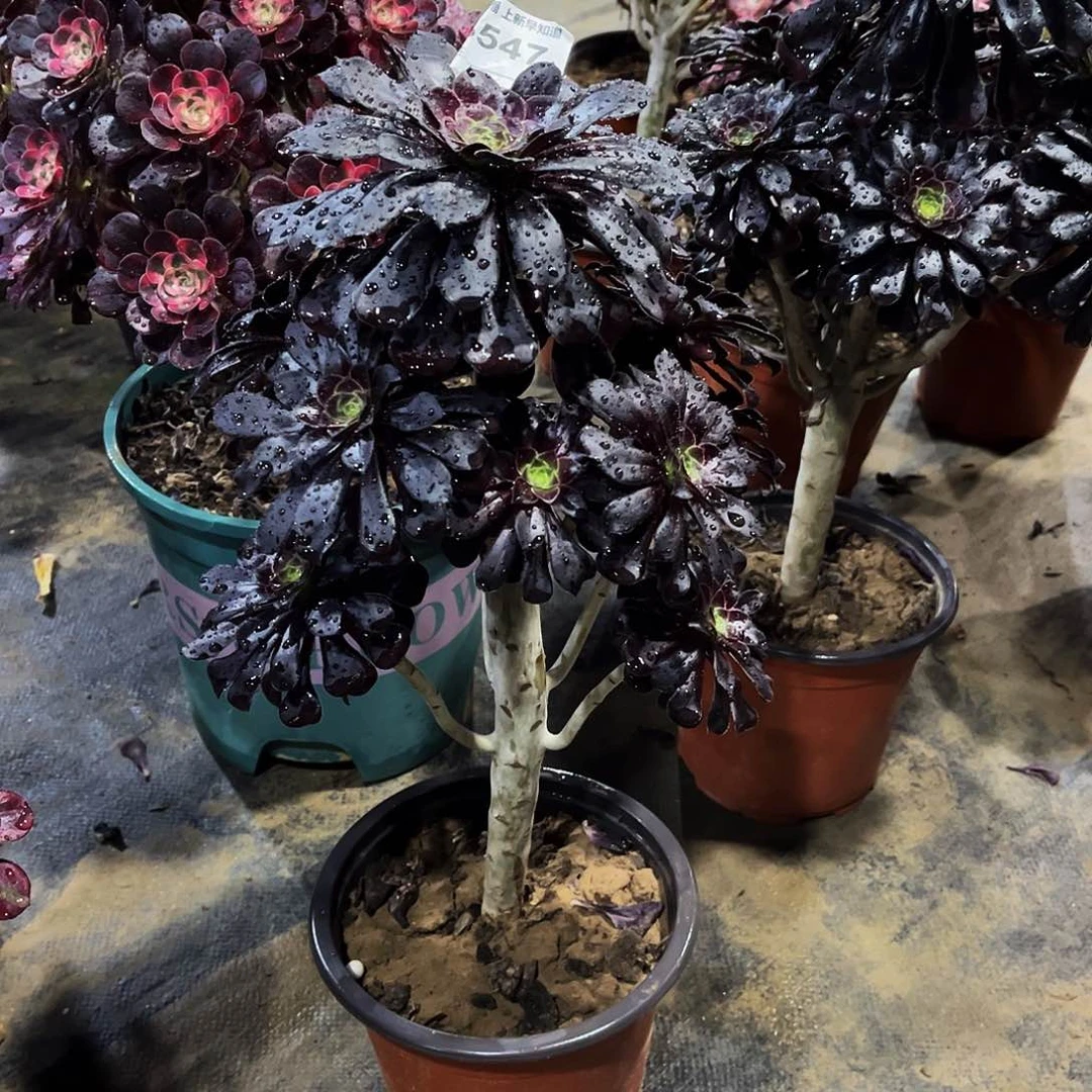 来***居多肉547墨法师