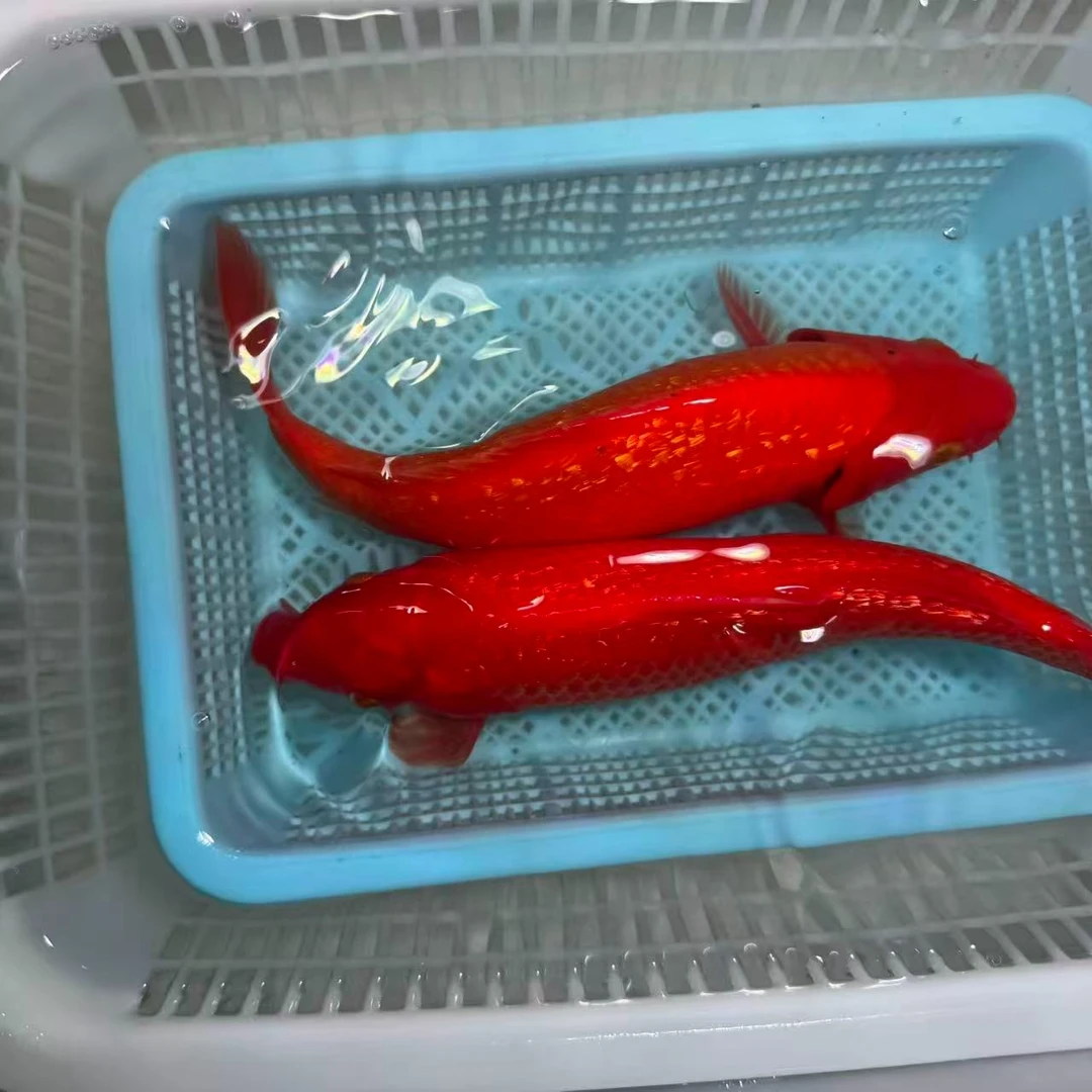 闪鳞火鲤好养耐活组合包邮冷水鱼