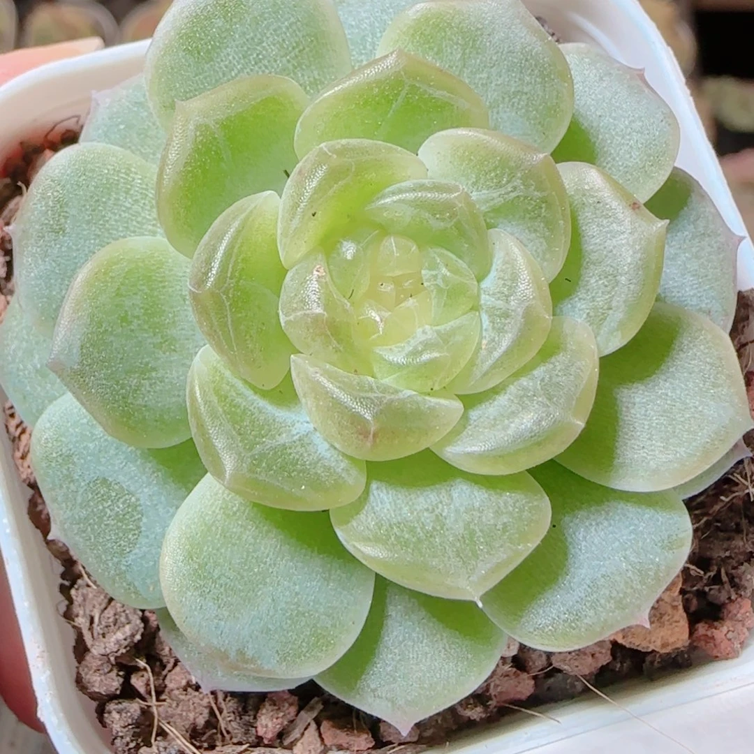 花语逸镜1117-16无尽灯